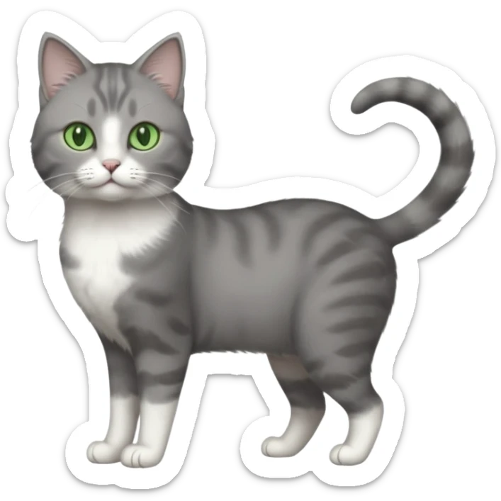 full body view of beautiful female grey cat with green eyes, white paws and white chest sticker