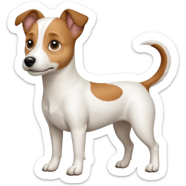 a full body white jack russel looking dog the size of a kelpie with light brown ears and a light brown patch on one eye, flopped down ears and a large snout sticker