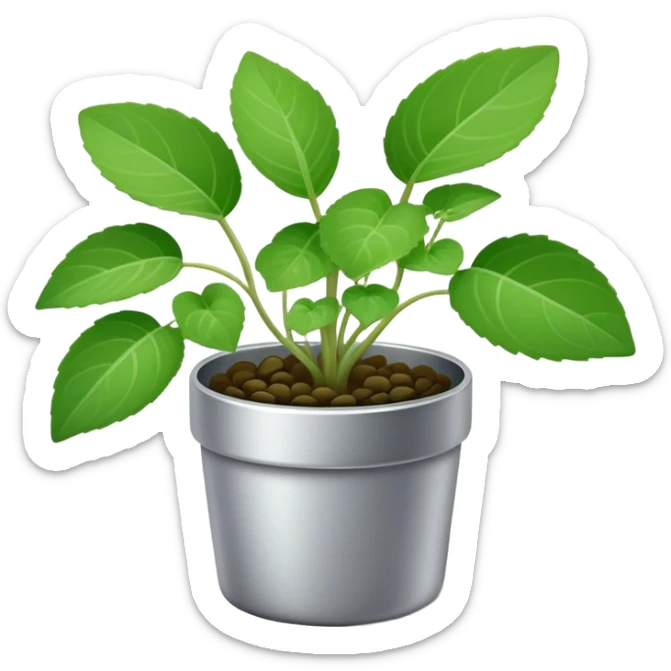 Young sprouts of Plectranthus Verticillatus with perfectly circular coin-shaped leaves in a silver metallic pot sticker