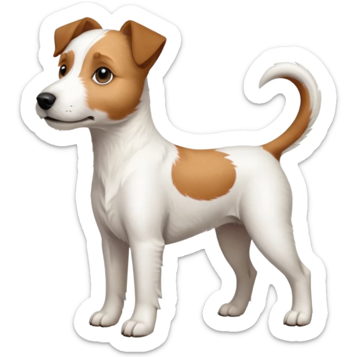 a full body large white parson russell terrier looking dog the size of a kelpie with light brown ears and a light brown patch on one eye and a large snout sticker