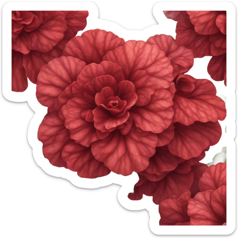 A crimson bouquet of begonias with a velvet ribbon and a feather quill
 sticker