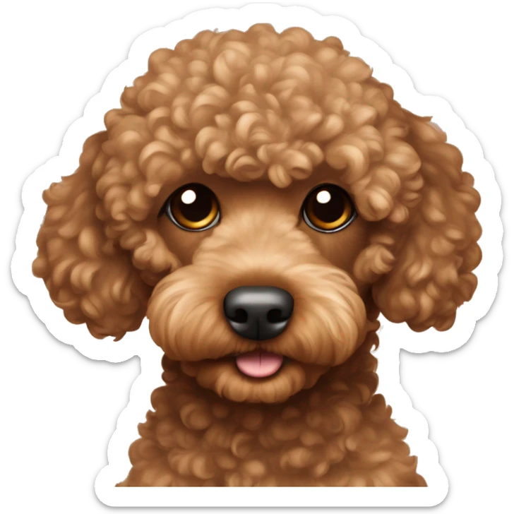 Brown toy poodle laying sticker