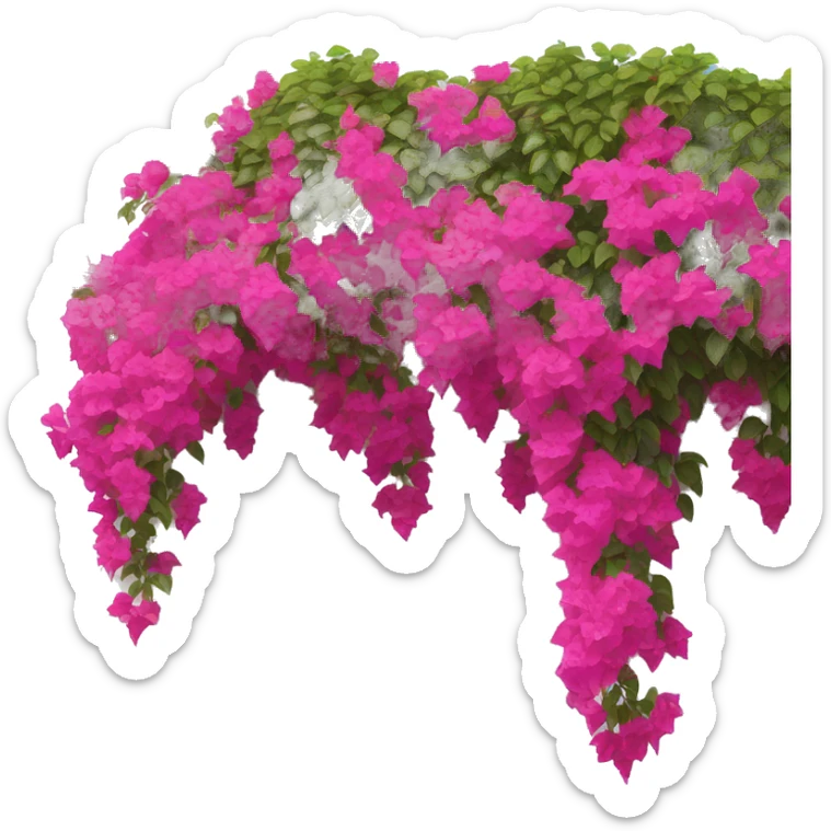 Bright pink bougainvillea flowers cascading over a white stucco wall. sticker