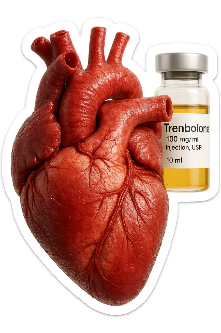 cuore umano anatomico con FIala MEDICa DI Trenbolone che gli FLUTTUA dietro, iperrealistico 4k, isolato su sfondo bianco, iperrealistico 4k, isolato su sfondo bianco sticker