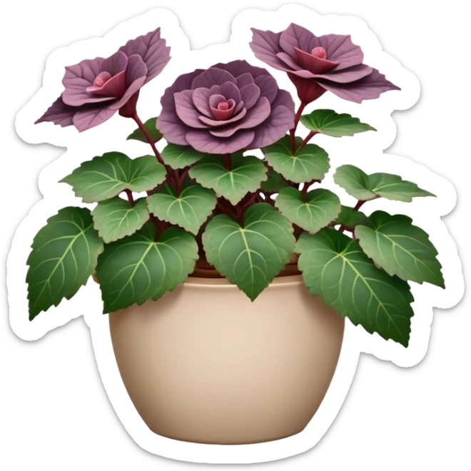 Begonia Rex with greenish-purple spiral leaves in a beige pot sticker
