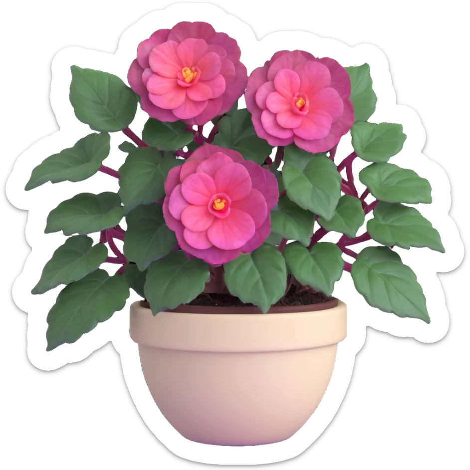 Begonia Rex with dark green leaves, purple edges, white spots in the middle, and distinct spiral centers where each leaf grows from, in a beige pot sticker