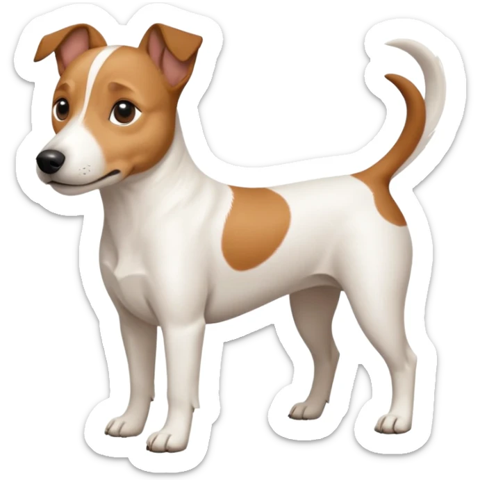 a full body white jack russel looking dog the size of a kelpie with light brown ears and a light brown patch on one eye and a large snout sticker