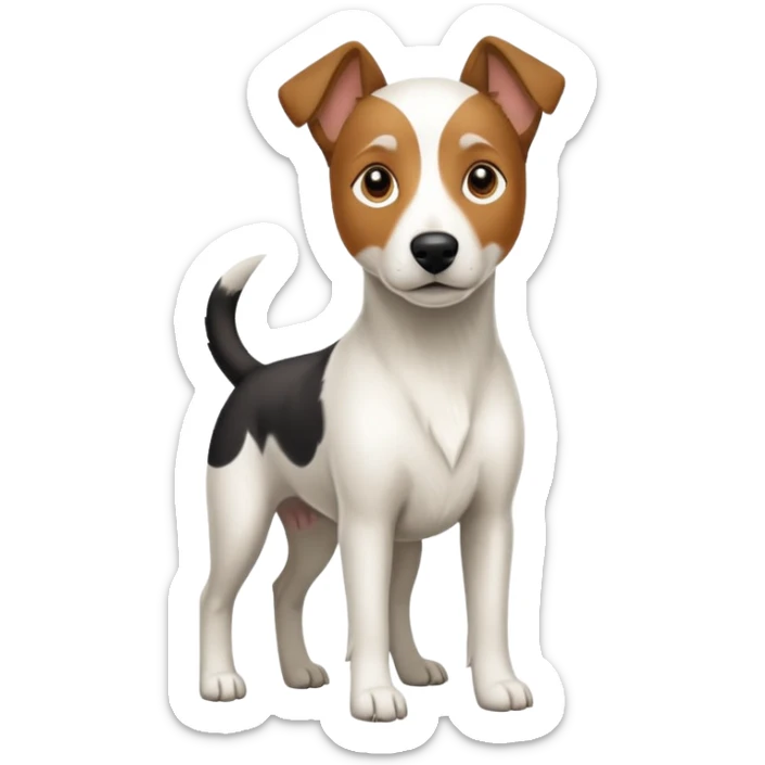 a full body large white parson russell looking dog the size of a kelpie with light brown ears and a light brown patch on one eye and a large snout sticker