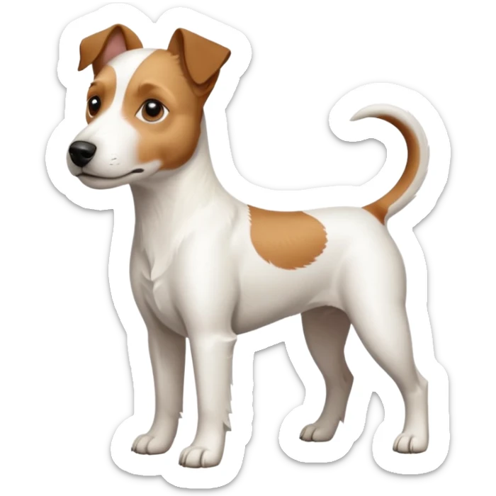 a full body large white parson russell terrier looking dog the size of a kelpie with light brown long ears and a light brown patch on one eye and a large snout sticker