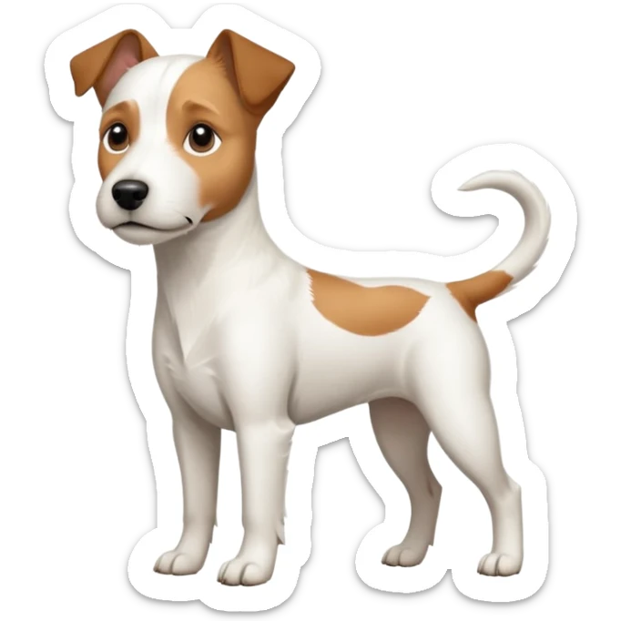 a full body large white parson russell terrier looking dog the size of a kelpie with light brown ears and a light brown patch on one eye and a large snout sticker