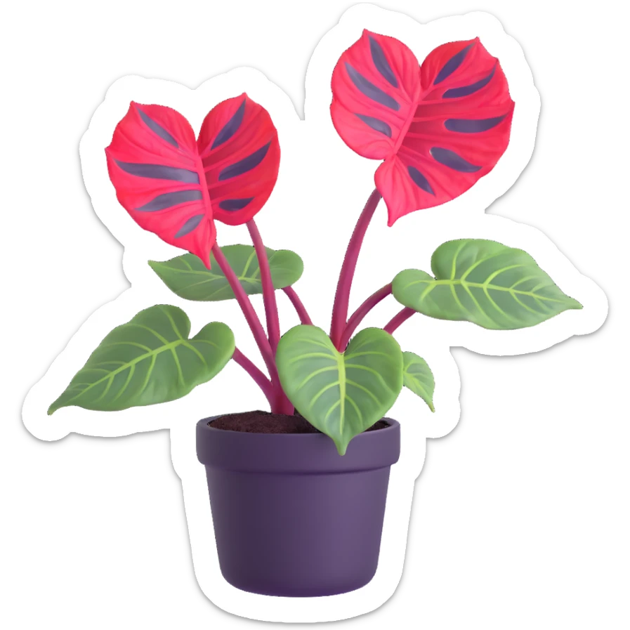 Alocasia azlanii (Red Mambo) plant with heart-shaped leaves in purple and dark green with red veins, in black ceramic pot sticker