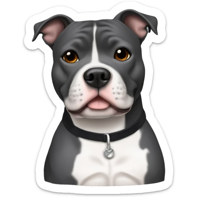 Full body of Small dark grey Staffordshire bull terrier with a white j on his chest sticker