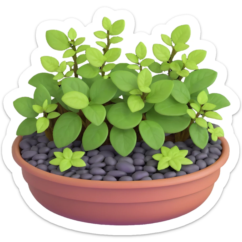 Miniature dish garden with young Plectranthus Verticillatus plants with perfectly round leaves arranged with small pebbles and moss sticker