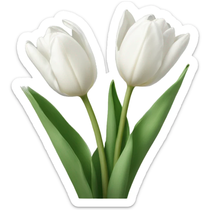 white tulips  sticker