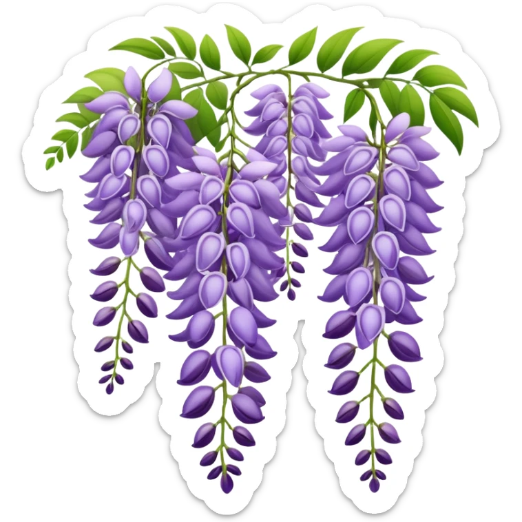 Elegant wisteria flower with cascading purple racemes hanging down and small green leaves sticker