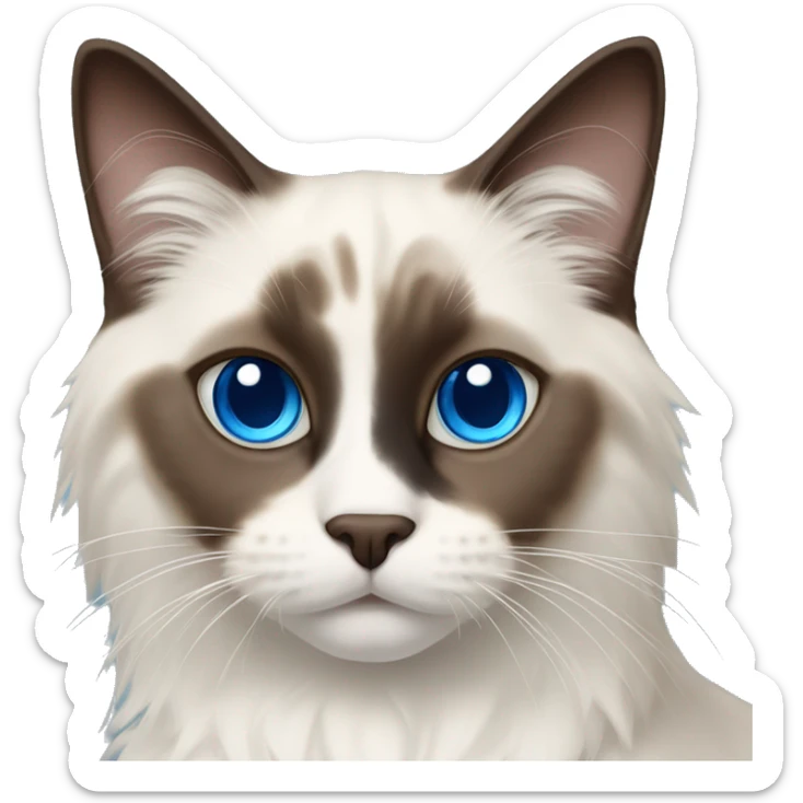 Ragdoll cat - dark brown face and ears, blue eyes, white nose, off white body and dark brown tail sticker