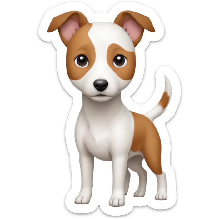 a fully white jack russell the size of a kelpie with floppy ears and a half white face sticker
