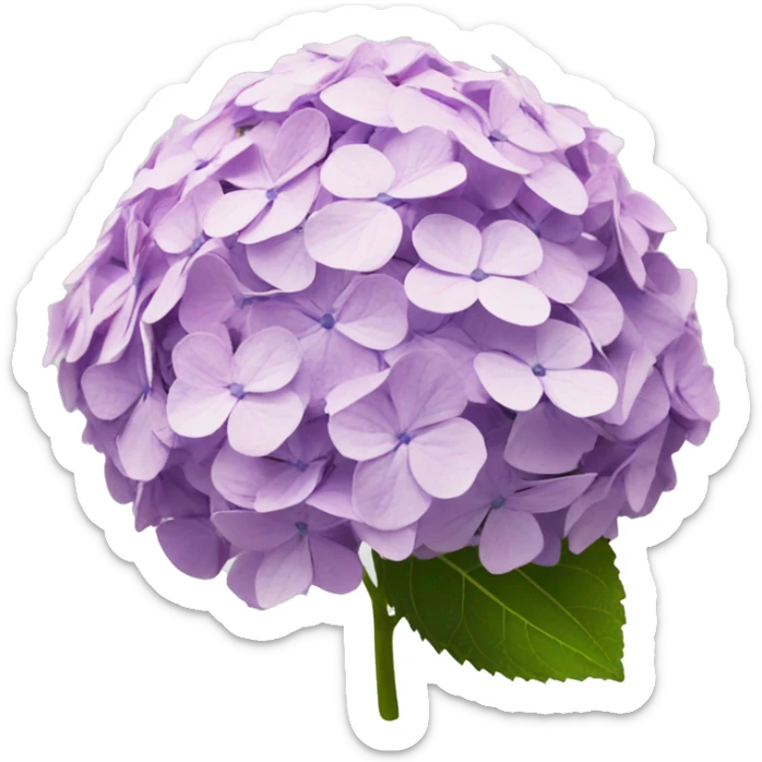 hydrangea sticker