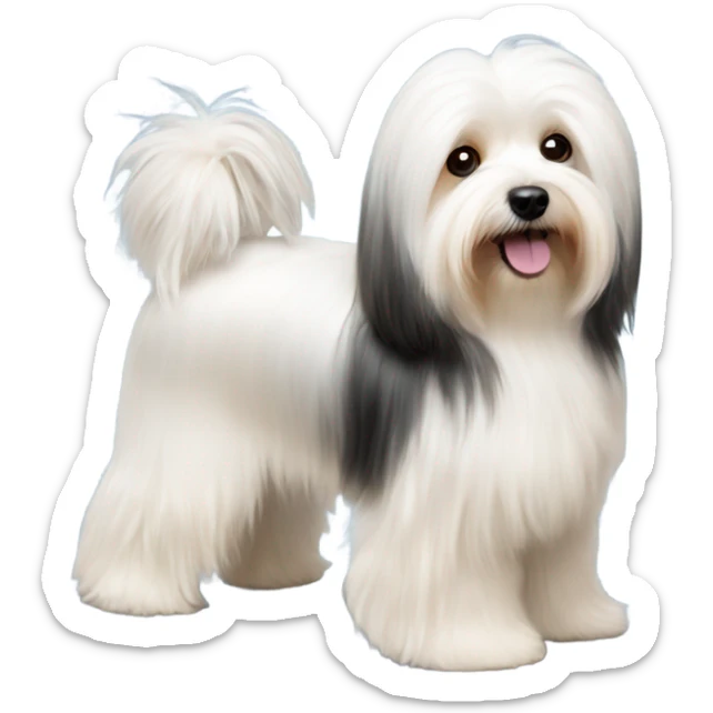 Side view of Havanese long har all the way down to the floor at a dog show  sticker