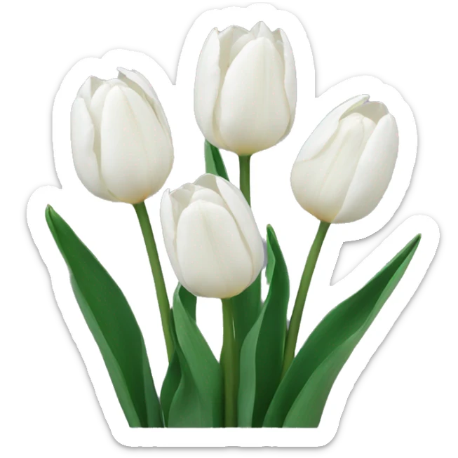 White tulips  sticker