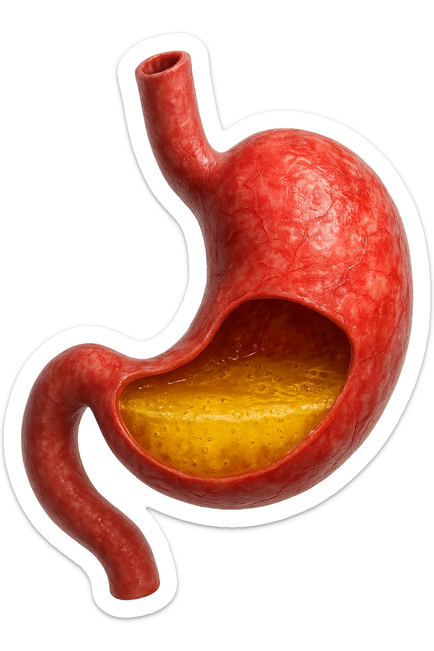 stomaco umano anatomico infiammato con acido giallo all'interno, iperrealistico 4k, isolato su sfondo bianco sticker