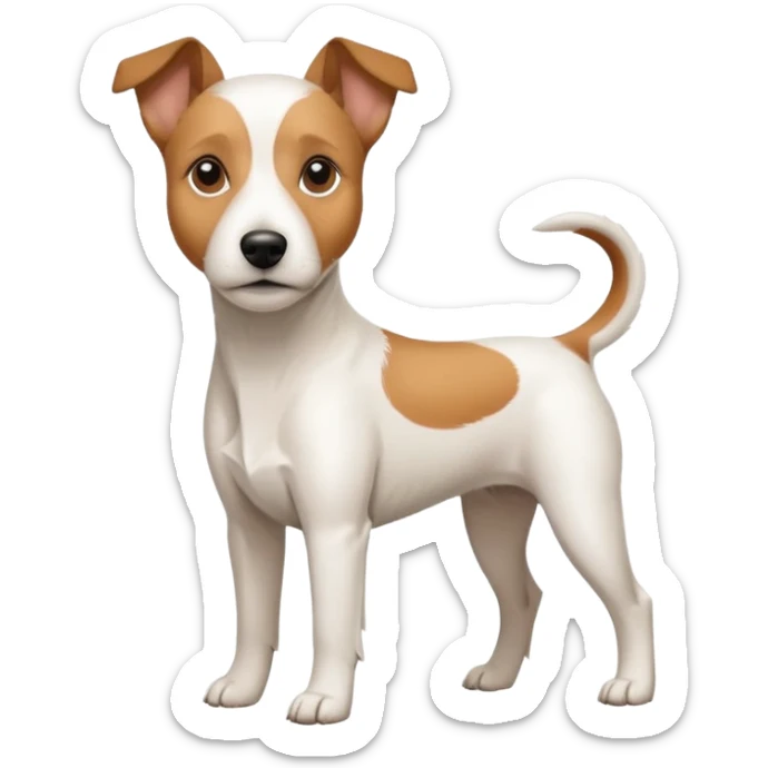 a full body large white parson russell terrier looking dog the size of a kelpie with light brown big ears and a light brown patch on one eye and a large snout sticker