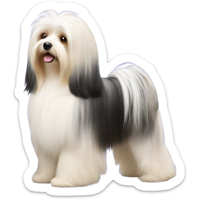 Side view of Havanese long hair all the way down to the dogs feet at a dog show  sticker