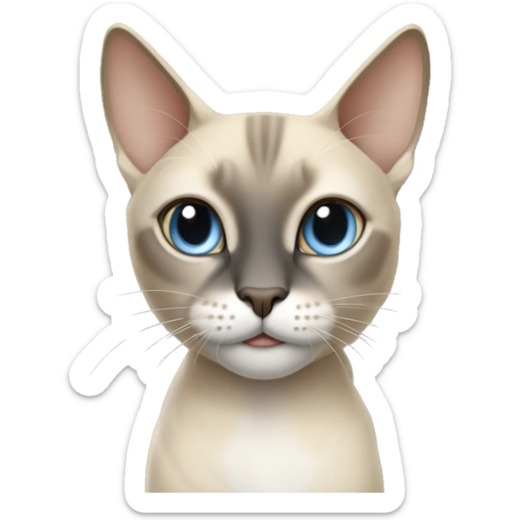 Thai breed adult cat with a light cream-brown body, dark gray nose and face, ears, and paws. sharp ears, and striking light blue eyes  sticker