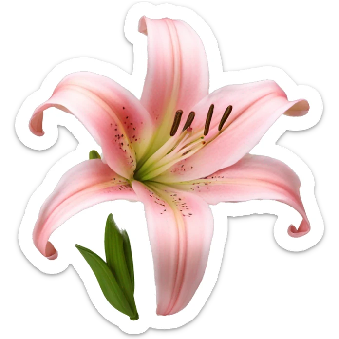 light pink lilium sticker
