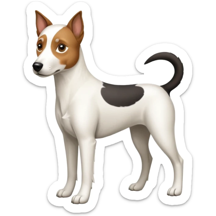 a full body large white parson russell looking dog the size of a kelpie with light brown ears and a light brown patch on one eye and a large snout sticker