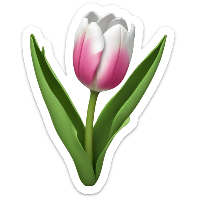 Pink and White Tulip  sticker