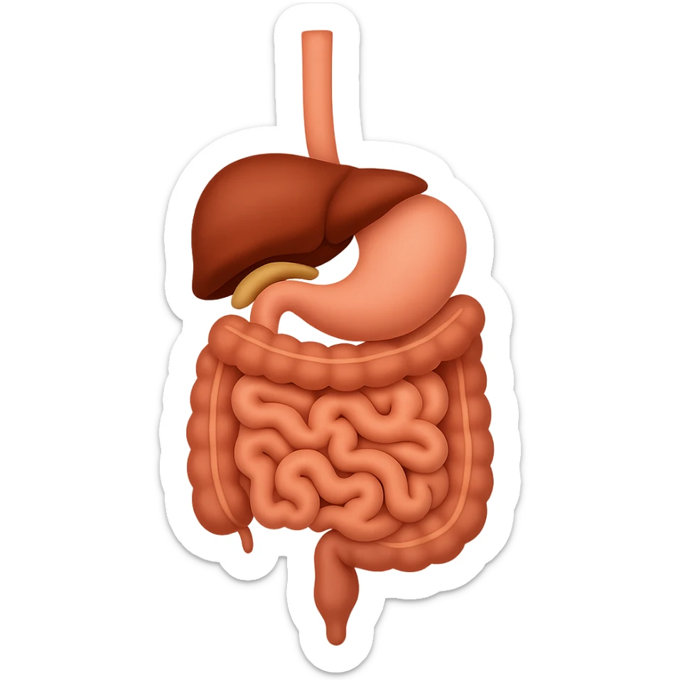 Create an emoji of the human digestive organs including esophagus, stomach, intestines, liver, and pancreas. The style should resemble Apple emoji style with a transparent background, matching the reference image. sticker