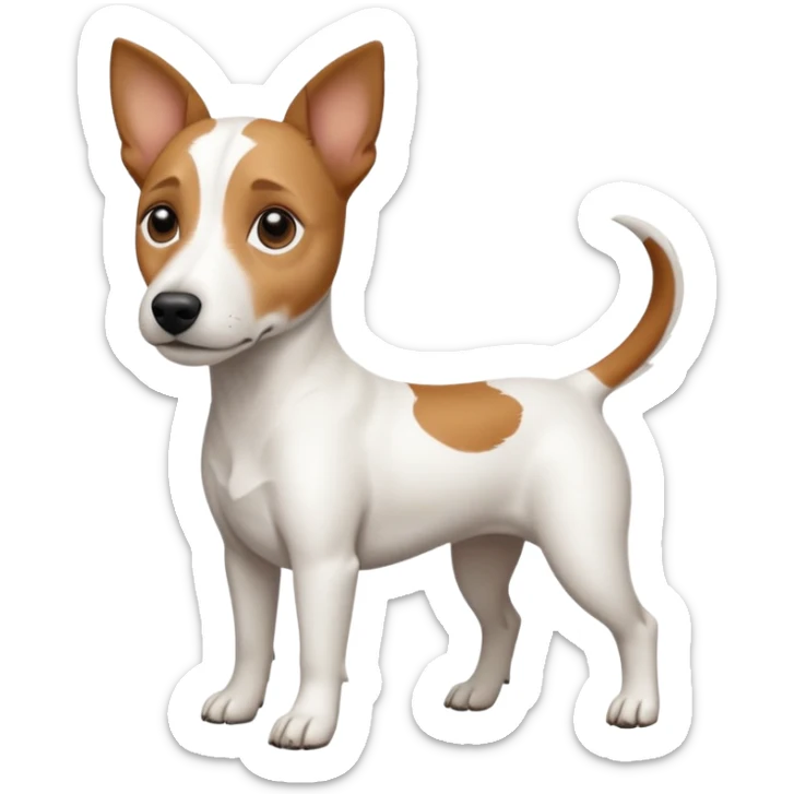 a full body white jack russel looking dog the size of a kelpie with light brown ears and a light brown patch on one eye, flopped down ears and a large snout sticker