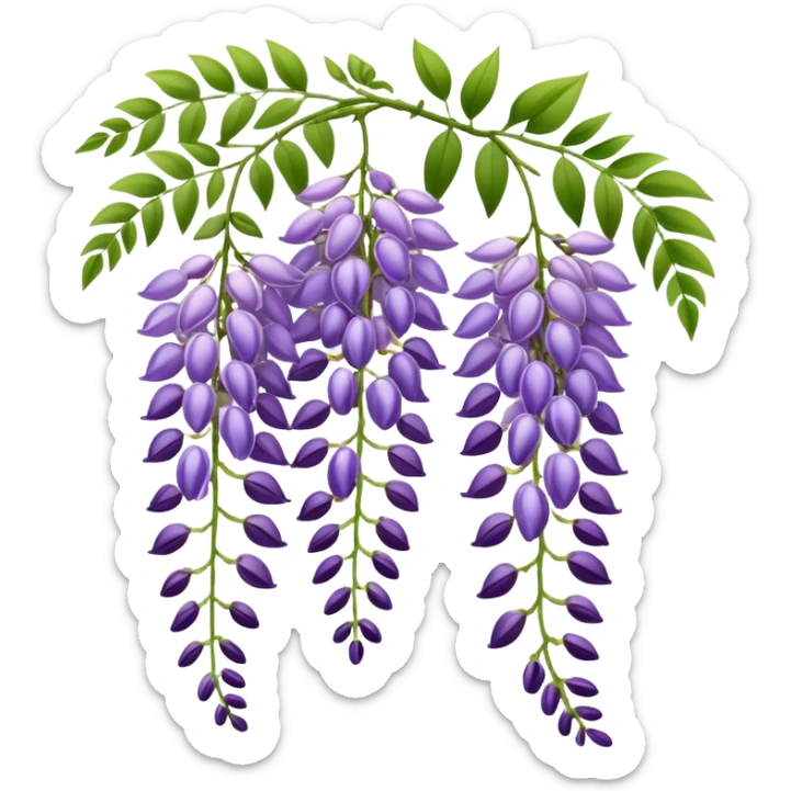 Elegant wisteria flower with cascading purple racemes hanging down and small green leaves sticker