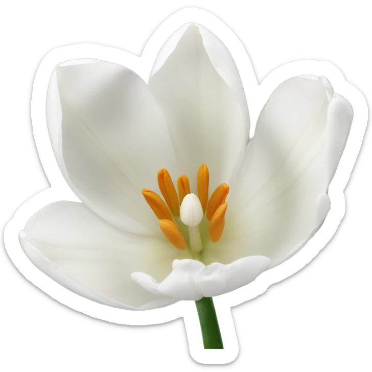White tulips  sticker