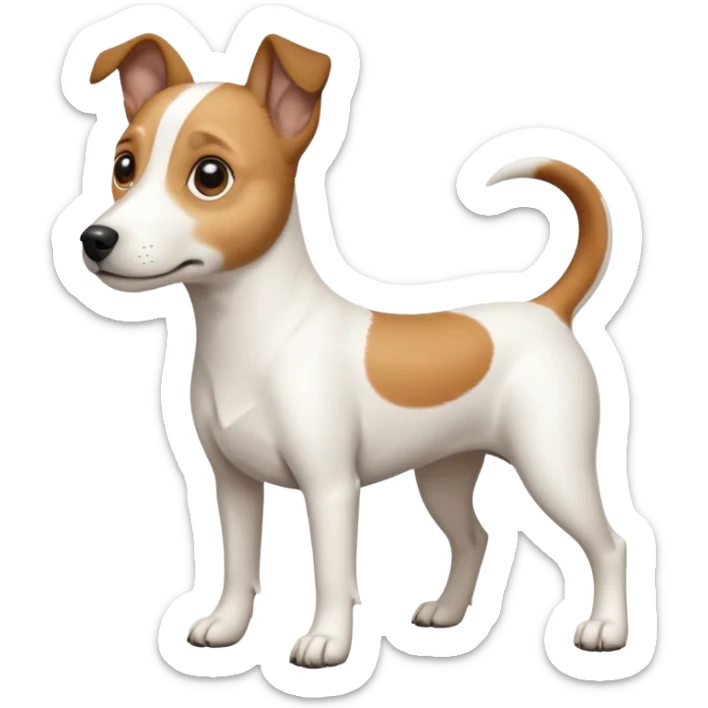 a full body white jack russel looking dog the size of a kelpie with light brown ears and a light brown patch on one eye, flopped down ears and a large snout sticker