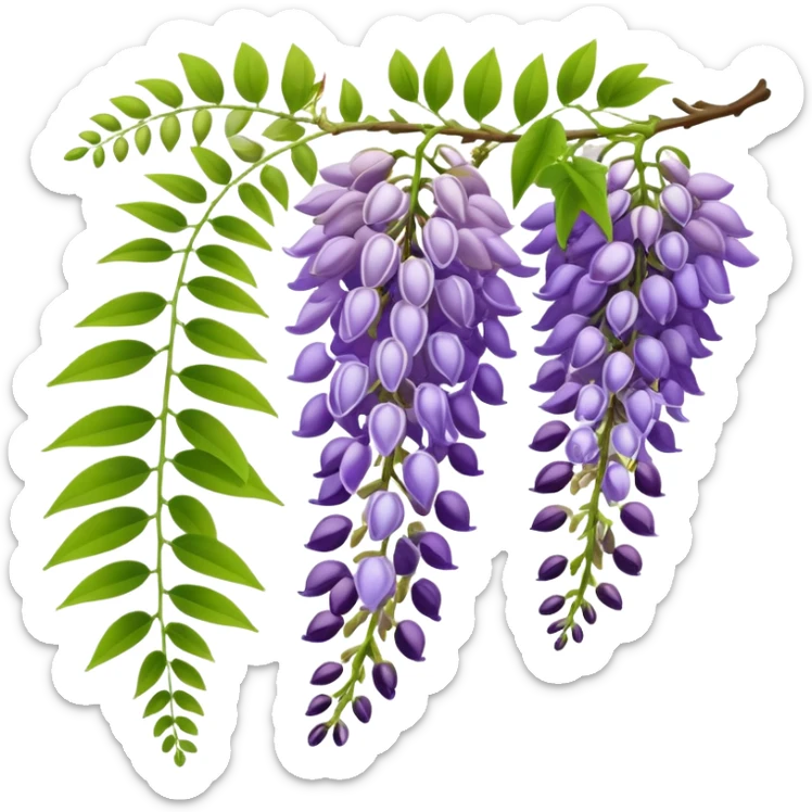 Wisteria raceme with mixed blooming stages - some flowers fully open in purple, others still in bud stage, hanging gracefully with green leaves sticker