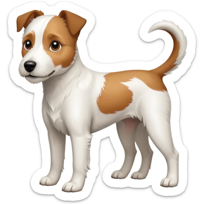 a full body large white parson russell terrier looking dog the size of a kelpie with light brown ears and a light brown patch on one eye and a large snout sticker
