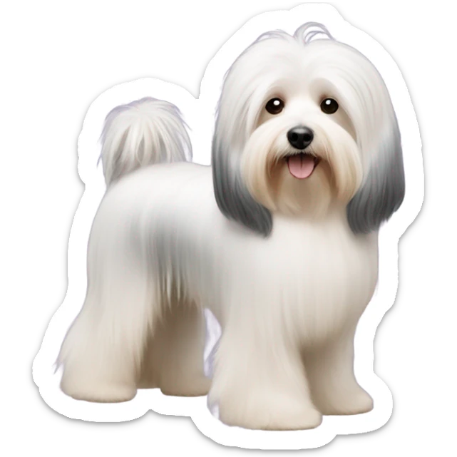 Side view of Havanese with long hair all the way down to the dogs feet at a dog show  sticker