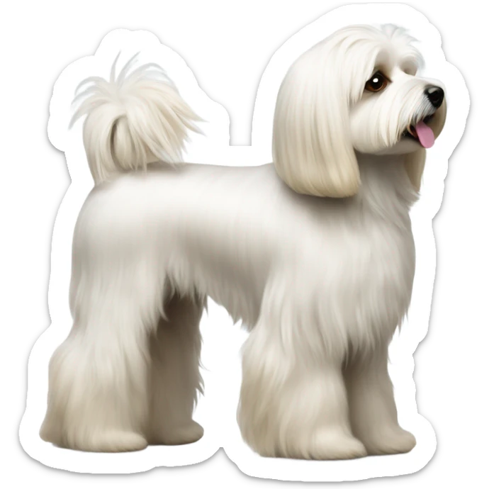 Side view of Havanese long har all the way down to the floor at a dog show  sticker