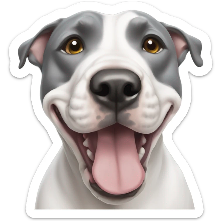 Grey Stafford shire bull terrier dog portrait with a spall white line between his eyes and a white chest sticker