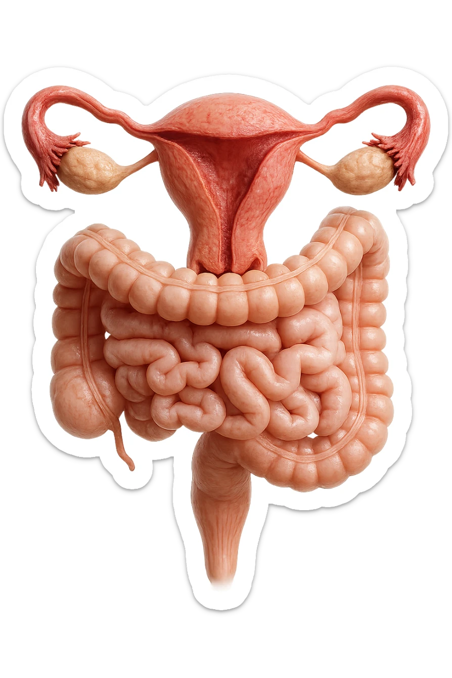 UTERO UMANO ANATOMICO COLLEGATO AD INTESTINO, iperrealistico 4k, SFONDO BIANCO sticker