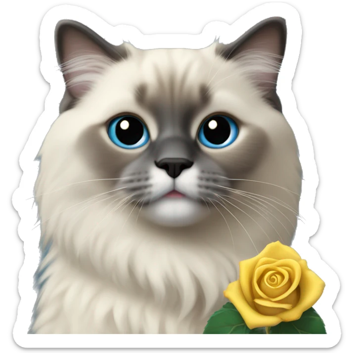 Blue colorpoint ragdoll with dark face and nose holding a yellow rose sticker