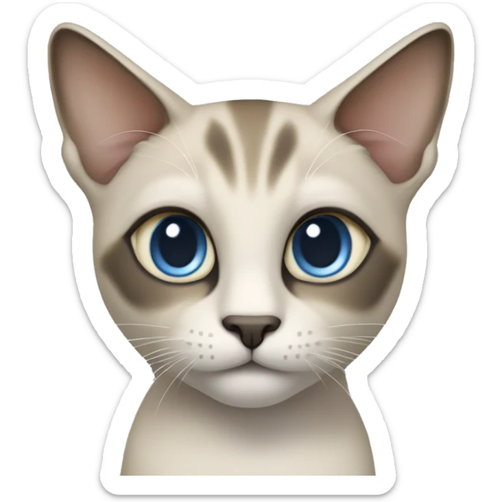 Thai breed adult cat with a light cream-brown body, dark gray nose and face, ears, and paws. sharp ears, and striking light blue eyes  sticker