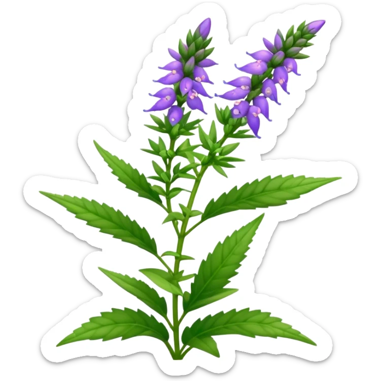 Hyssop plant  sticker
