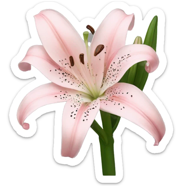 light pink lilium sticker