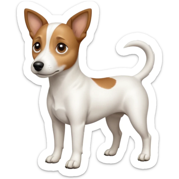 a full body white jack russel looking dog the size of a kelpie with light brown ears and a light brown patch on one eye, flopped down ears and a large snout sticker