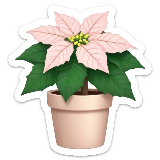 Pale blush pink poinsettia plant  sticker
