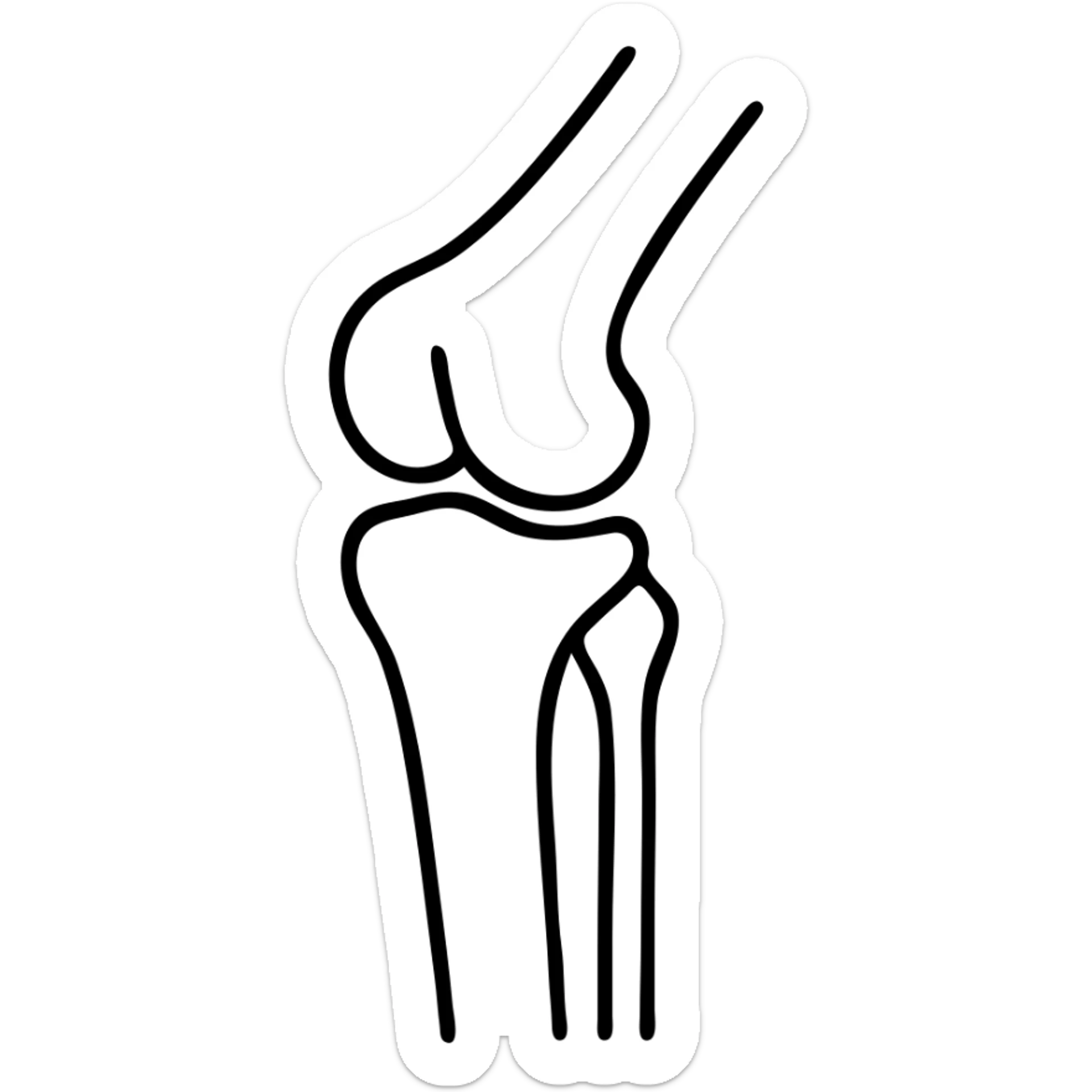 detailed medical illustration of knee bones and joint anatomy sticker