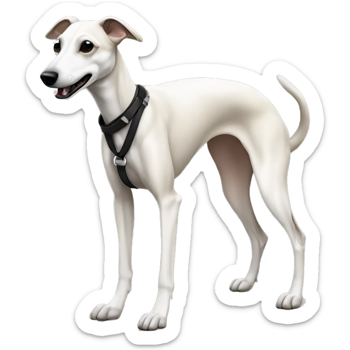 a beige whippet full body with his foot white color and a leash going out of frame, with a dark snout, black and white mouth patchy, White mask on the muzzle sticker